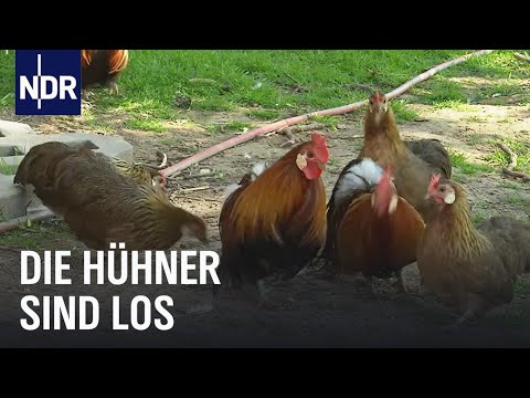 Hühner-Boom im heimischen Garten | Die Nordreportage | NDR Doku
