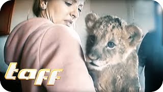 LÖWENBABY KAUFEN? Der Handel mit exotischen Wildtieren | taff | ProSieben