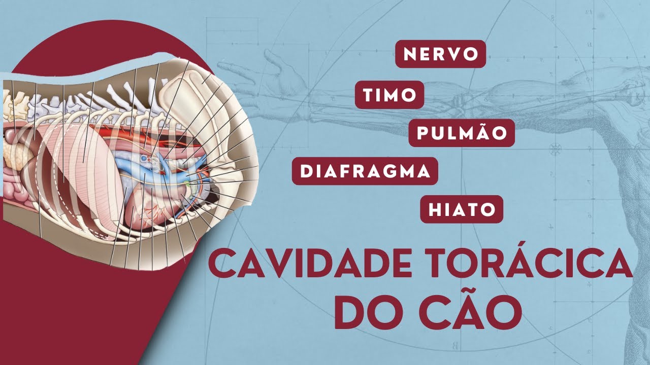 Viscera of the Thoracic Cavity - Dog | Veterinary Anatomy | Animal Anatomy