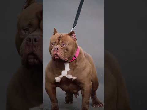Pitbull dog ki video #pitbull #dog #dogbreed #americanbully #pitbulldog