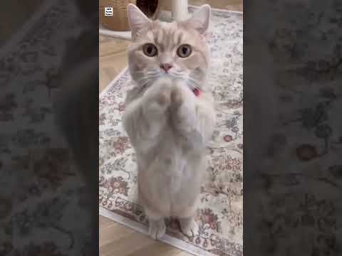 #aqsa cute cats videos #funny cats #beautiful cats😛😛😛😛#shorts #short