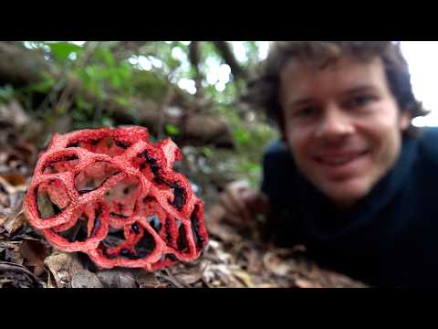 Alraune und Alienpilze - Naturmagie im November 2024