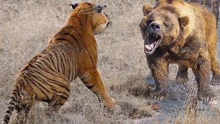 7 Most Epic Animal Fights Caught on Camera