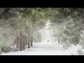 Vidna Obmana - Of Silent Crossings