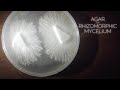 Rhizomorphic Mycelium Agar Plates MEA + MYA Dish or No Pour Jar Recipe Cloning Spores Transfers