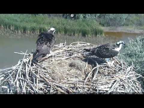 8/27/16 Juvenile osprey grabs Dad's foot rather than fish - Boulder County Osprey Cam