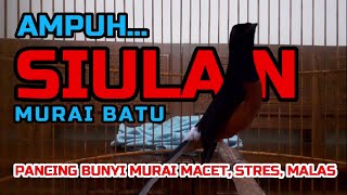 Download lagu SIULAN MURAI BATU‼ AMPUH PANCING BUNYI MURAI MACET, STRES DAN MALAS BUNYI❗ mp3 Download lagu SIULAN MURAI BATU‼ AMPUH PANCING BUNYI MURAI MACET, STRES DAN MALAS BUNYI❗ mp3