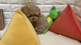 ハーフ犬の動画01