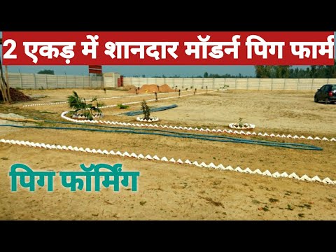 Lean meat farm pig consultancy services, prescription, pan i...