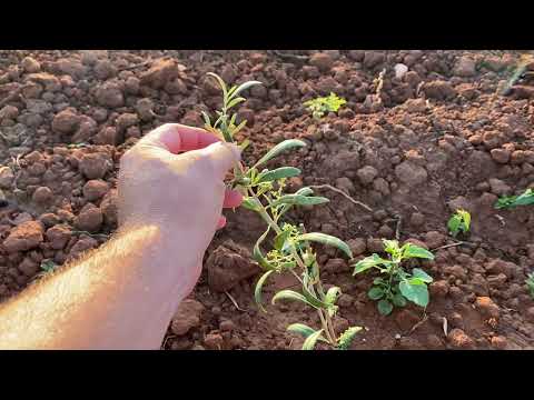 Maslinarski vlog - 15.05.2022 Podborje