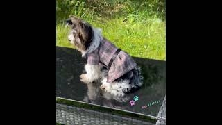 Oblečky pro psy, šaty pro mini fenku 