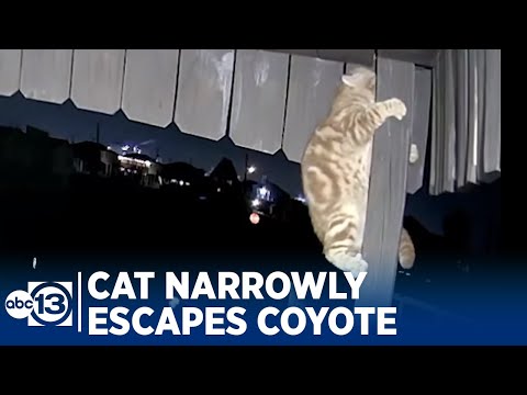 Cat narrowly escapes coyote attack in Surfside Beach