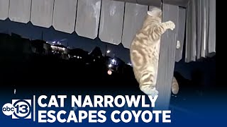 [問卦] 貓咪是不是超強的