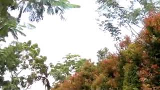 Download lagu Sasak bejanji mp3 Download lagu Sasak bejanji mp3