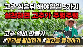 고추 다수확을 위한 재배방법 고추 절간 줄이기 웃거름주는시기와 방법