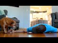 Faking My Death In Front of My Dog