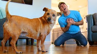 Faking My Death In Front of My Dog - Funny Dog Reacts