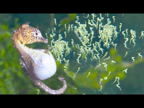 This is How These 15 Fish Lay Eggs