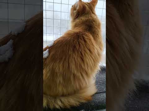 🐱My Big Cat Family - Jiulia & Liusia #short #shortvideo #shortscatsvideos #cats #cat #cutecats