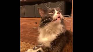 Sweet Cat With Severe Cataracts Needs More Testing