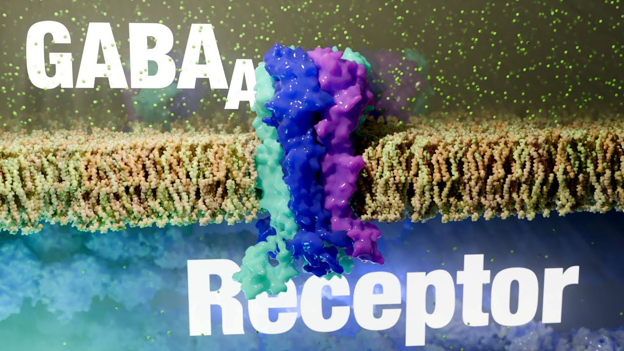 GABA-A Receptor Explained