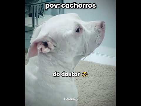 ele saiu correndo na chuva kkkkk l #humor #engraçado #cachorro #shorts