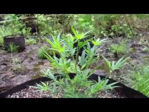 Guerrillas In The Mist