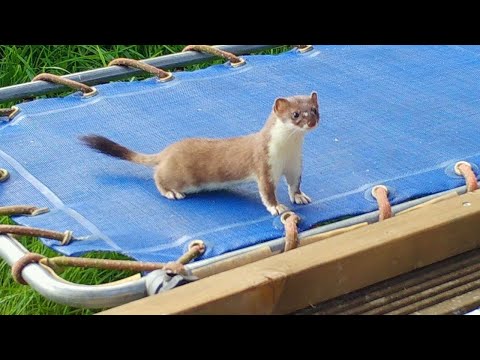 Stoat Kit Goes Wild On Trampoline | Discover Wildlife | Robert E Fuller