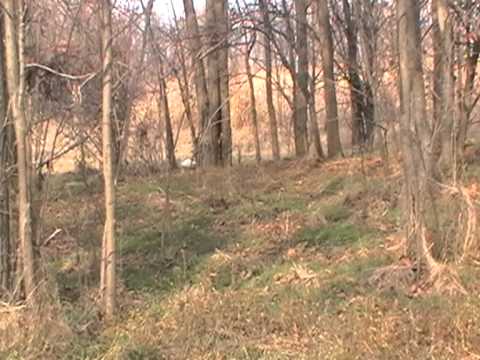 Padurea Gradinari-Tantava.mpg