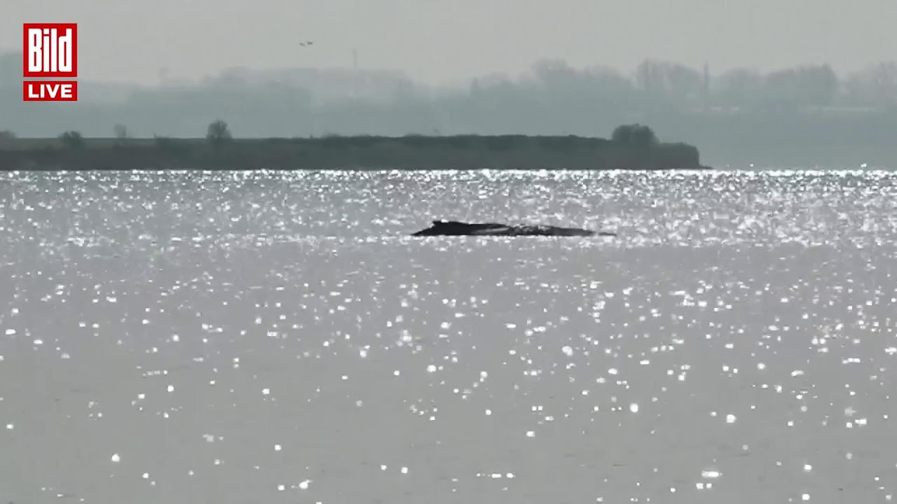 🔴 Drama um Wal „Timmy" in der Ostsee geht weiter! | BILD LIVE
