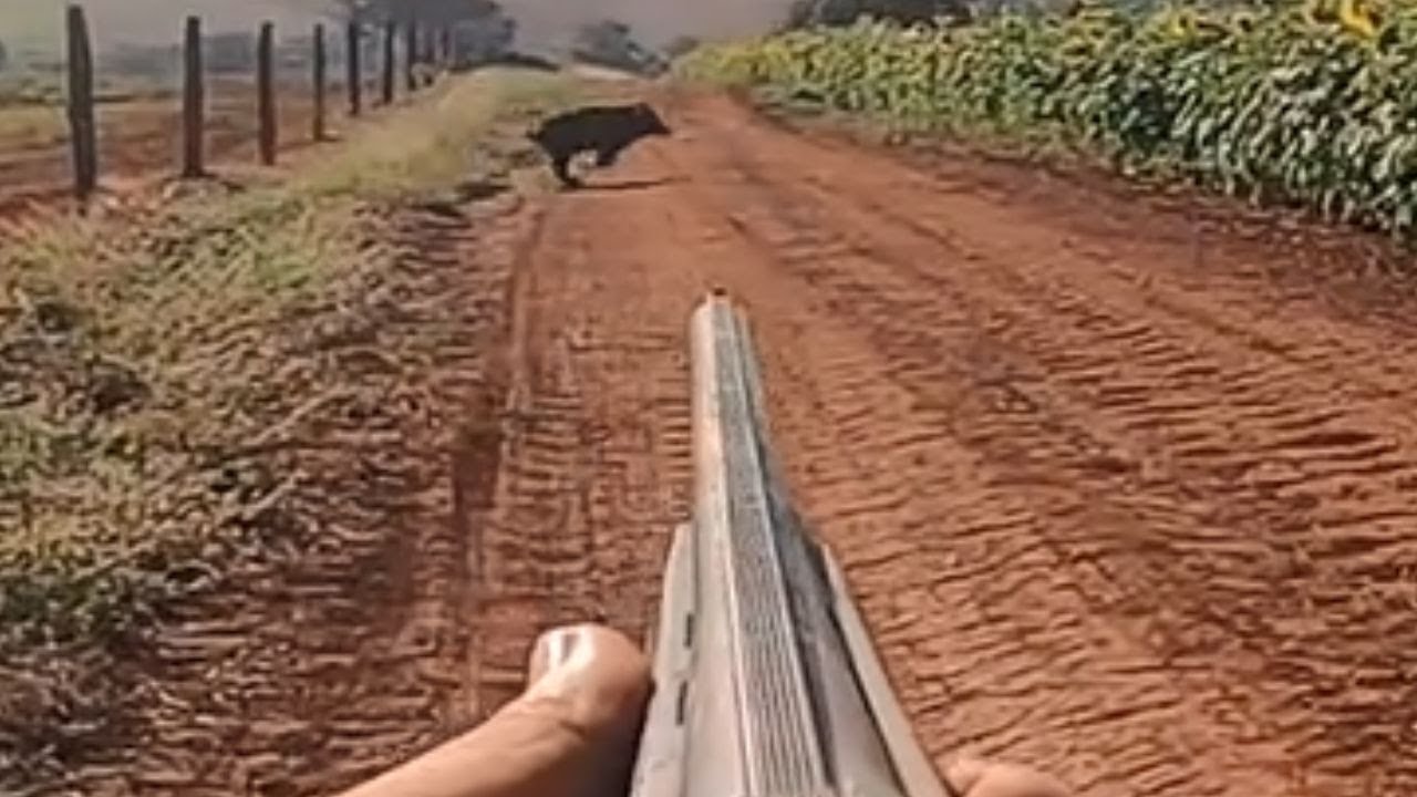 JAVALI CORRENDO NO LIMPO!!!