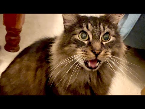 Eric’s not happy because I’ve been speaking to other cats