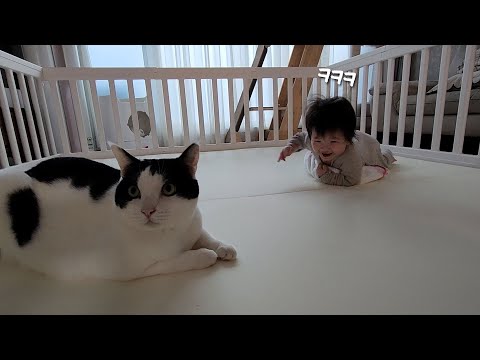 아기 집사가 고양이를 너무너무 좋아하면 생기는 일