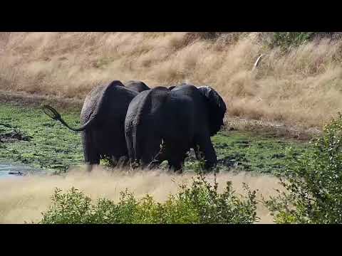 Djuma: Two Elephant bulls enjoy a drink and splash down - 10:11 - 05/09/19