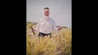 אמור | הכסא הריק שבשדה