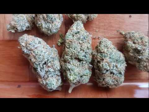 download lagu mp3 mp4 Chocolate Gelato Strain, download lagu Chocolate Gelato Strain gratis, unduh video klip Chocolate Gelato Strain