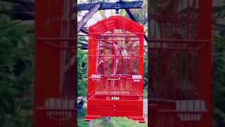 Download lagu KITA LAKI LAKI MENTAL BAJA BUKAN MENTAL KAPAS #katabijak#birdslover #kicaumanianusantara #bird mp3 Download lagu KITA LAKI LAKI MENTAL BAJA BUKAN MENTAL KAPAS #katabijak#birdslover #kicaumanianusantara #bird mp3