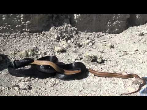 Indigo Snake Eats Rat Snake | Snake Fight
