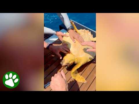 Boat crew pulls a turtle from the sea and saves her life