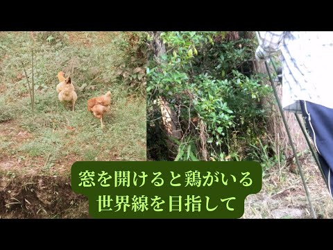 ニワトリは寒い雪の中に行けるのか、怖がるのか ヴォロディミル・マクシムチュク