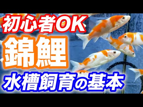 池に魚を導入する
