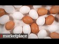 Which Eggs Are More Nutritious Testing Organic Free Run And Conventional Marketplace