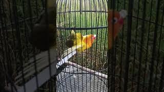 Download lagu Gaya Burung Lovebird kawin (untulan) #Shorts mp3 Download lagu Gaya Burung Lovebird kawin (untulan) #Shorts mp3