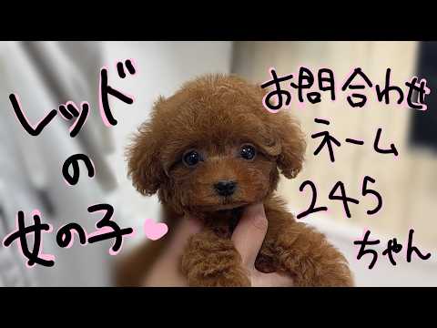 YouTube動画のサムネイル