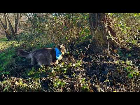 Louis is Kayaking and 🐾 walking back home over the Wetlands 🌿