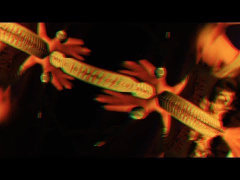 Gio Chamba in McAllen Texas