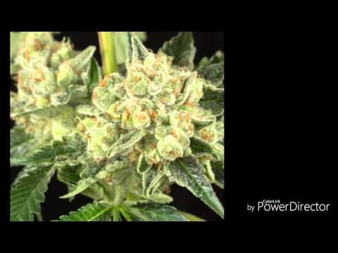 Marsman_Oj Kush. 2k16 ( kmss gang.prod#)