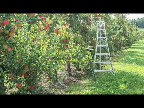 Beak & Skiff Apple Picking Ad
