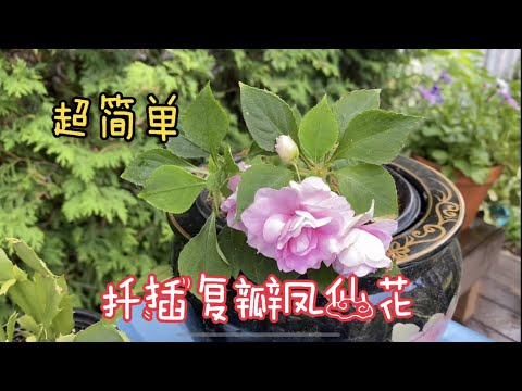 重瓣鳳仙