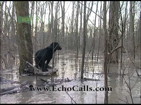 Mallard Swattin' Em' Arkansas Echo Style